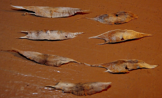 {Catalpa bignonioides}